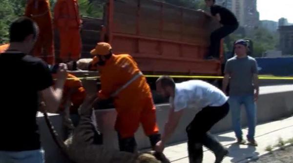 un om a fost ucis de un tigru in centrul capitalei georgiei