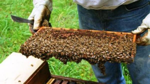 programul national apicol ce conditii trebuie indeplinite pentru a beneficia de fonduri