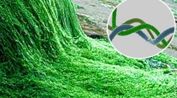 spirulina un aliment al viitorului afla ce efecte miraculoasa are asupra sanatatii