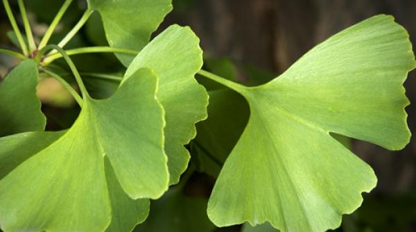 ginkgo biloba 8 beneficii majore pentru sanatate