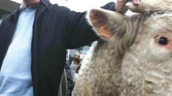 dez iluzia zilei dormeo si julieta