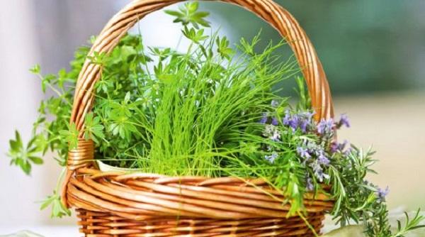 tehnologia cultivarii plantelor medicinale in sistem bio cum sa ai o afacere de succes