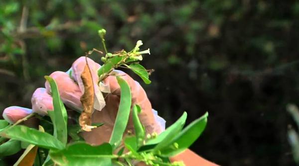 plantele medicinale devin o afacere