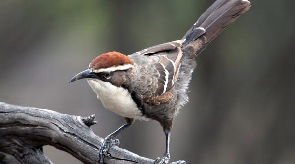 elemente cheie ale limbajului uman a fost descoperite in palavrageala unor pasari