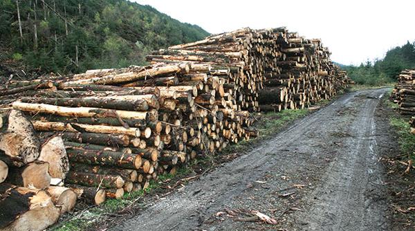 contraventiile silvice inasprite