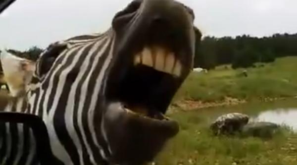 cum canta o zebra ca sa primeasca mancare video