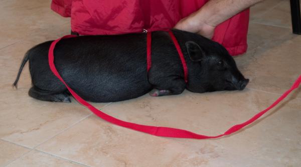 preselectiile pentru show ul ham talent ajung in oradea la casa de cultura a sindicatelor