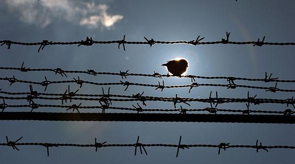 puscarii noi la caracal si berceni prahova