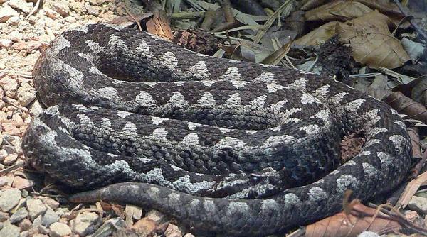 inca o persoana a fost muscata de o vipera in bstrita nasaud