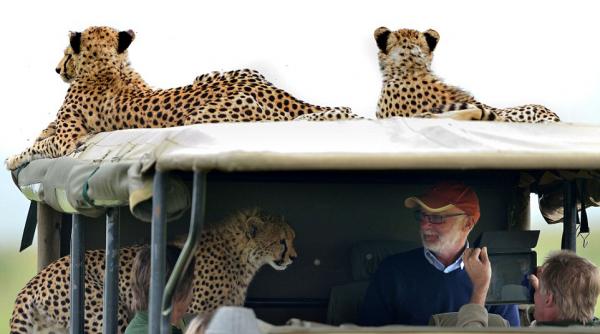 curiozitatea unor pisici de mari dimensiuni au dat ceva emotii unor turisti aflati in kenya