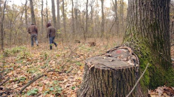 garda de mediu amenzi record pentru taieri ilegale de lemne