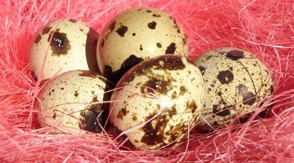 oul de prepelita un medicament minune