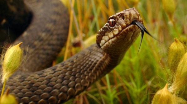 cum te feresti de muscatura de vipera ce trebuie sa stie turistii care urca pe traseele montane din vestul tarii