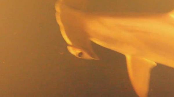 un explorator a descoperit ca rechinii pot trai in apele fierbinti si acide ale unui vulcan subacvatic