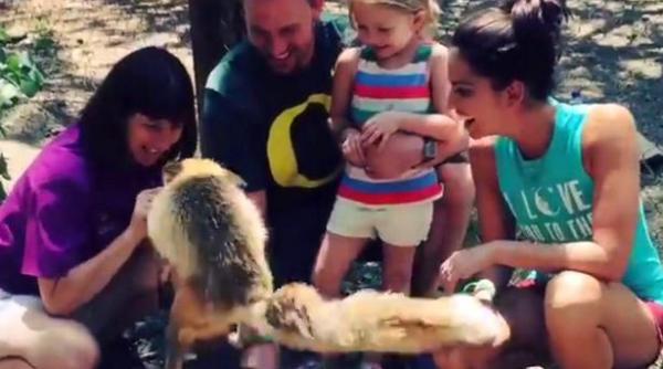 ce face o vulpe ca sa primeasca mancare