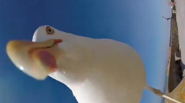 cum a reactionat un pescarus in fata unei camere gopro video