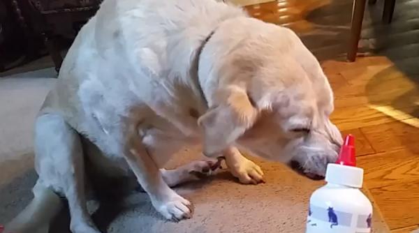 cum reactioneaza un caine cand vede ca trebuie sa i se puna picaturi in urechi video