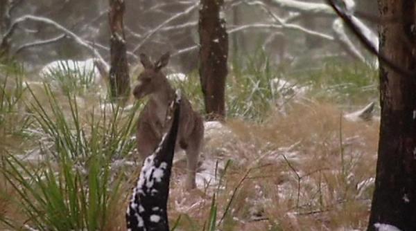 australia se confrunta cu o iarna deosebit de grea