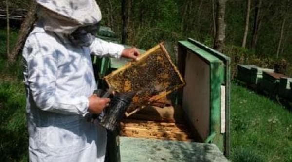 esti apicultor afla pana la ce data si in ce conditii poti depune cererile pentru sprijin financiar