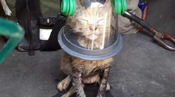 pisicuta salvata de la moarte de pompierii veniti sa stinga un incendiu