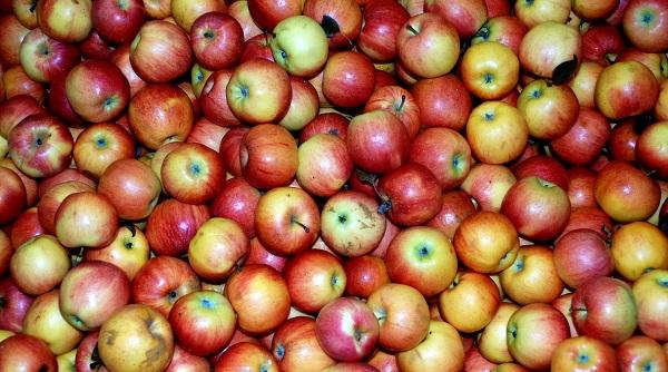 reteta zilei de luni placinta cu mere santiliesti a bunicii