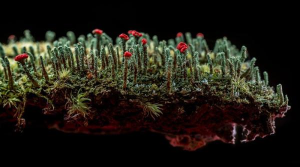 pare o padure extraterestra dar nu e ce reprezinta imaginea