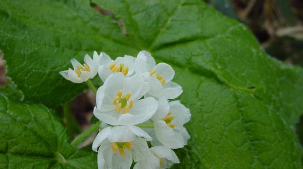 ploaia are un efect neasteptat asupa acestei flori video