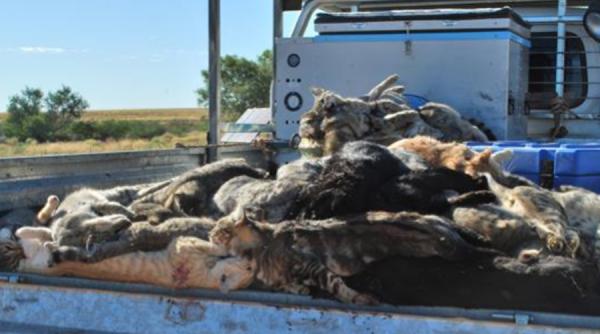 brigitte bardot revoltata ca australienii vor sa extermine doua milioane de pisici