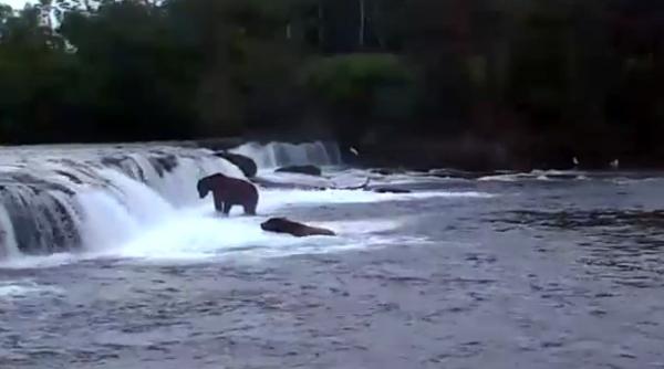 cum pescuiesc ursii din alaska transmisie live