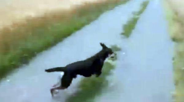 un caine ne invata cum sa aleargam corect prin lanul de grau video