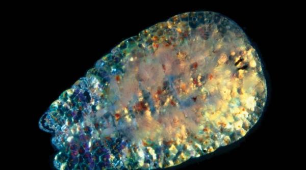 cum dispar safirele de mare video