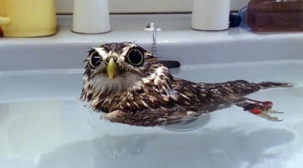 exista o bufnita care se crede rata video