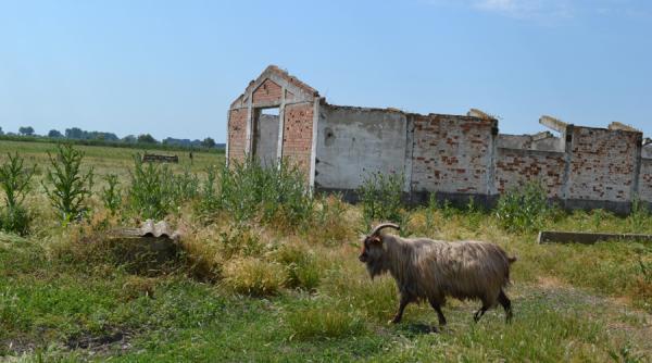 cum a murit ferma mincinoasa a lui ceausescu