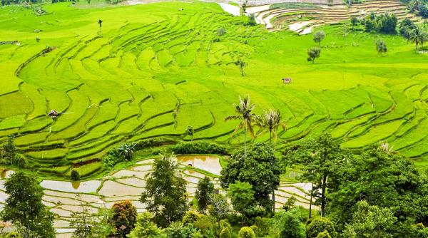 suedezii au creat un soi de orez mai hranitor