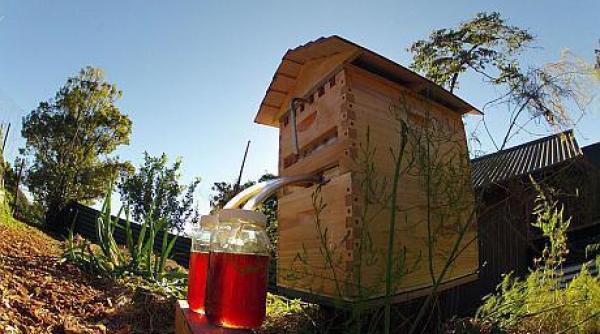 stupul cu robinet inventia care i a cucerit pe apicultorii din toata lumea si schimba tehnologia extractiei mierii