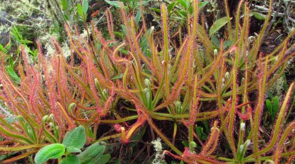 o noua specie de planta carnivora descoperita datorita unei poze postate pe facebook