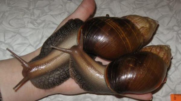 melci gigantici devoreaza vegetatia din florida