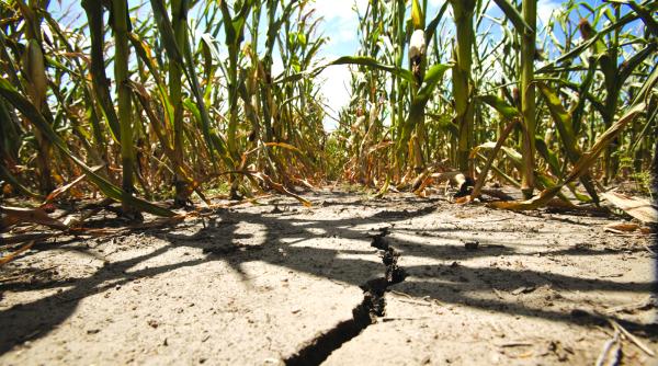seceta a parjolit doua strategii de irigatii