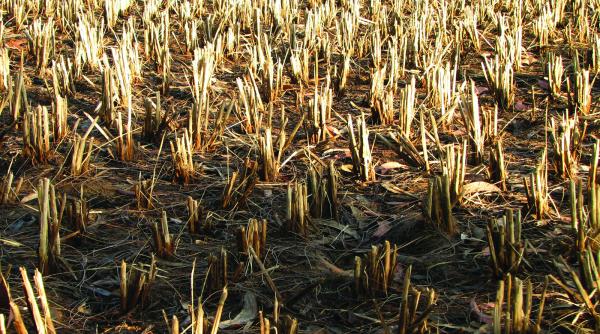 irigatii doar prin consens politic anual