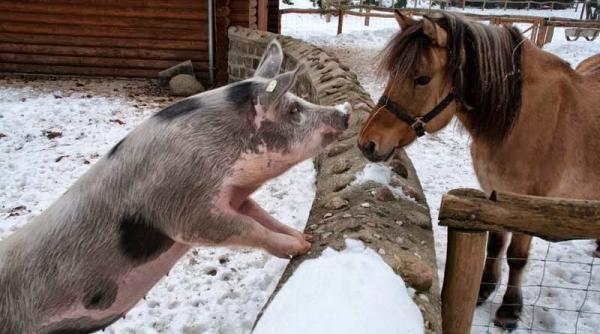 carne de cal in locul celei de porc in reteaua auchan din moscova