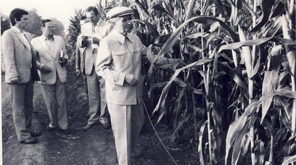 la vila 10 de la snagov ceausestii aveau 3 parcele cu porumb n o sa ti vina sa crezi la ce il foloseau