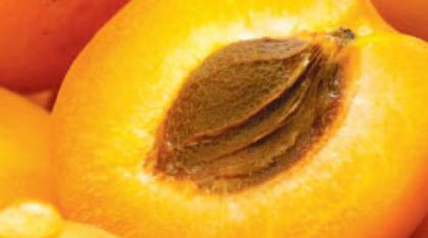 motivul incredibil pentru care primaria sannicolau mare cumpara tone de caise