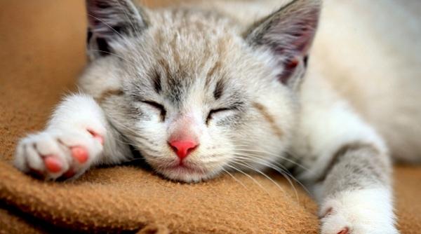 inedit tu stii cum te poti trata de diferite boli cu ajutorul torsului pisicii