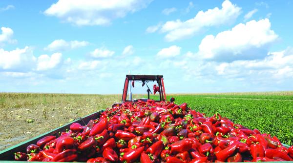 embargoul rusilor se lasa cu despagubiri pentru legumicultori