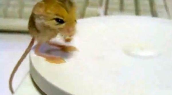 cel mai simpatic animalut de pe internet nu este o pisica video