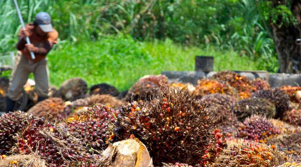 fondul global de pensii al guvernului norvegian sanctioneaza patru mari concerne din asia