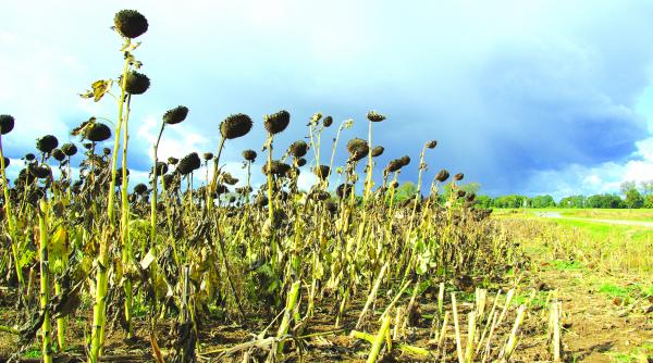 de la ministerul agriculturii seceta se vede bine