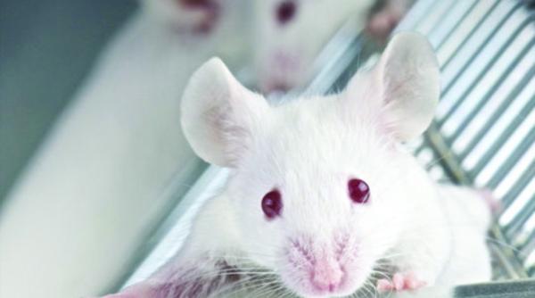 soarecii inteligenti in ajutorul omului