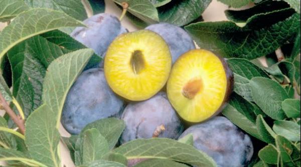 patru retete delicioase cu prune