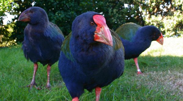 vanatori din noua zeelanda au ucis 20 dintr o specie de pasari amenintate cu disparitia